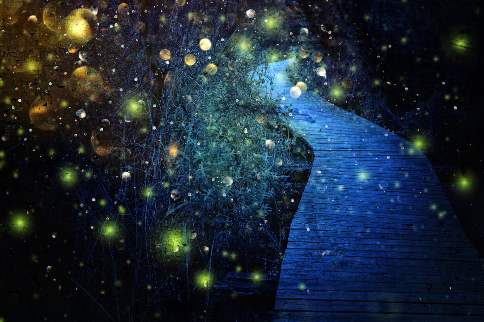 Abstract and magical image of Firefly flying in the night forest. Fairy tale concept Abstract and magical image of Firefly flying in the night forest. Fairy tale concept